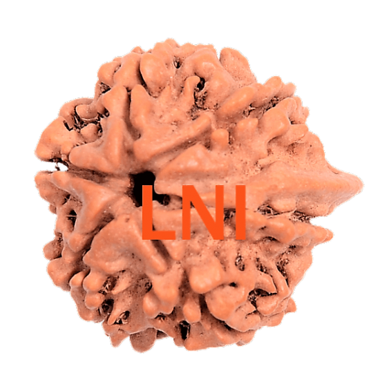 6 Mukhi Ganesh Rudraksha Wearing these six mukhi rudraksha can help in removing the malefic effects that result due to the planet mars. laxmi narayan international