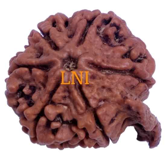 6 Mukhi Ganesh Rudraksha Rudraksha from one to 10 mukhi, gaurishankar and ganesh are used in this combination. laxmi narayan international